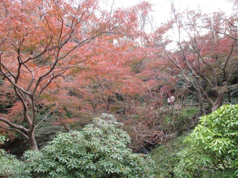 紅葉だより18 徳川300年の歴史を刻む出世城 浜松城