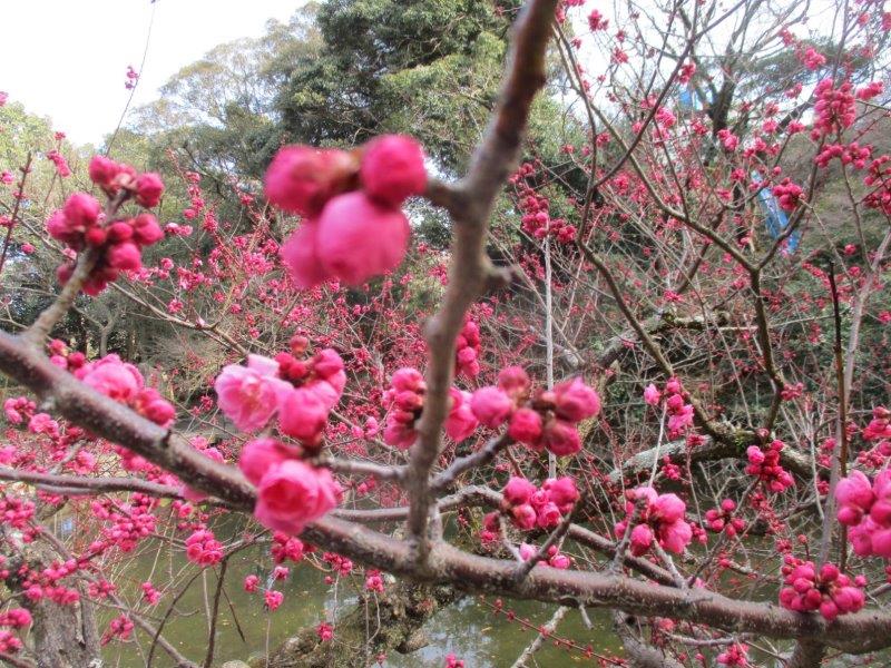 梅は咲いたか桜はまだかいな！ 【公式】浜松城公園
