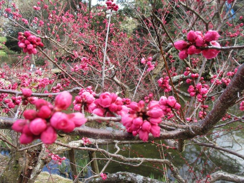 梅は咲いたか桜はまだかいな！ 【公式】浜松城公園