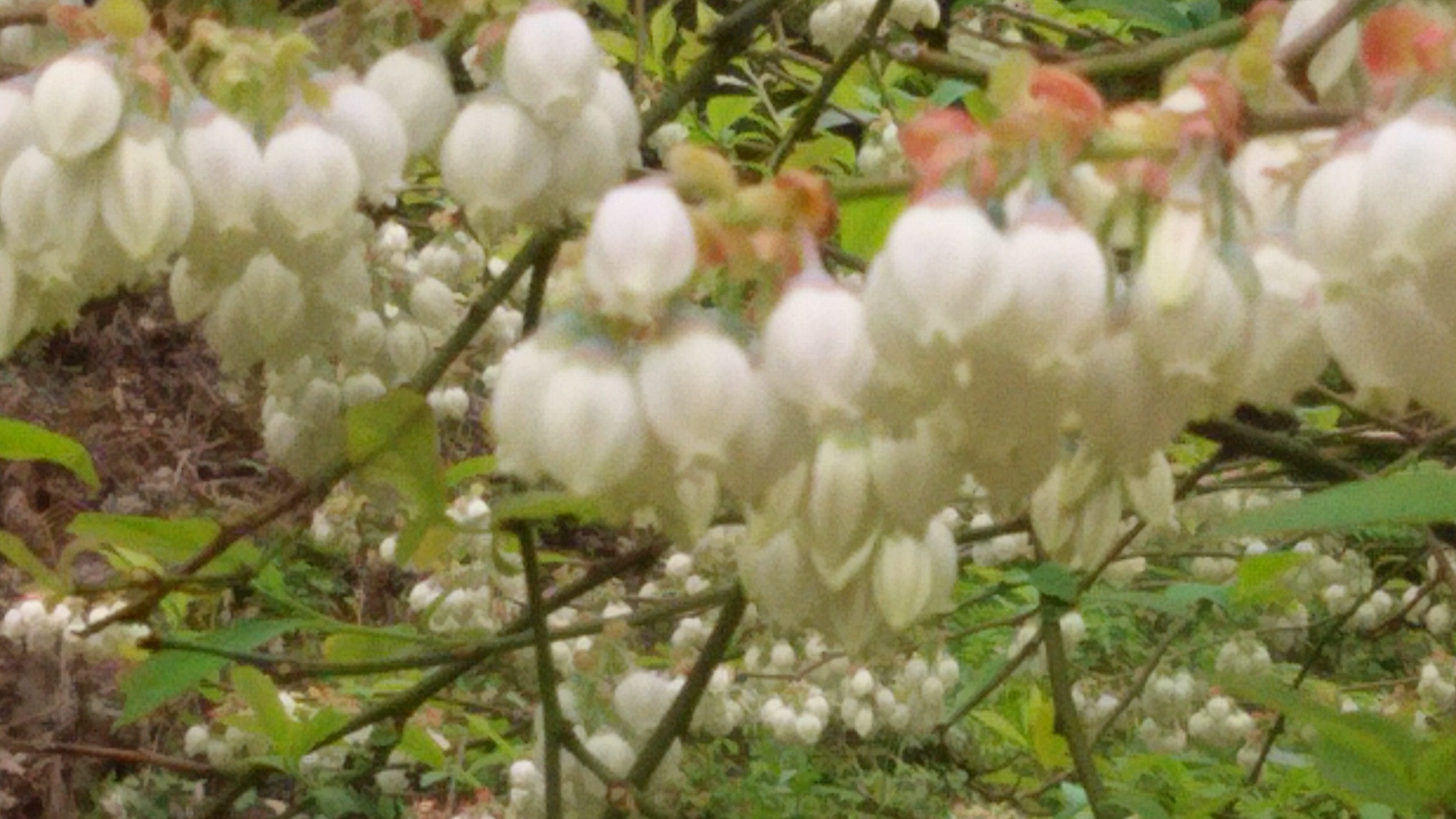 旬の花 ブルーベリーの花ってどんな花 旬のおすすめ お知らせ情報 掛川森林果樹公園