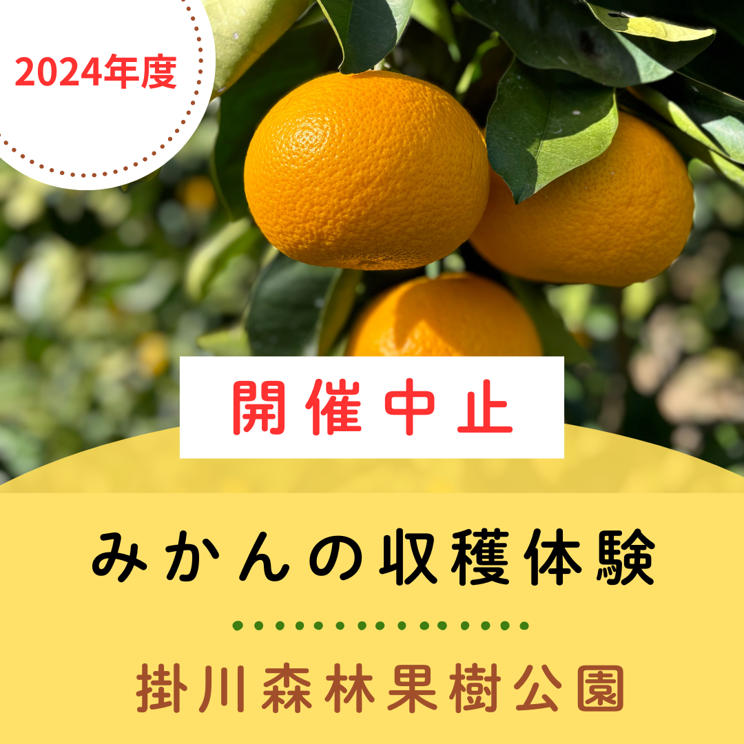 開催中止】2024年度 みかんの収穫体験のお知らせ｜旬のおすすめ