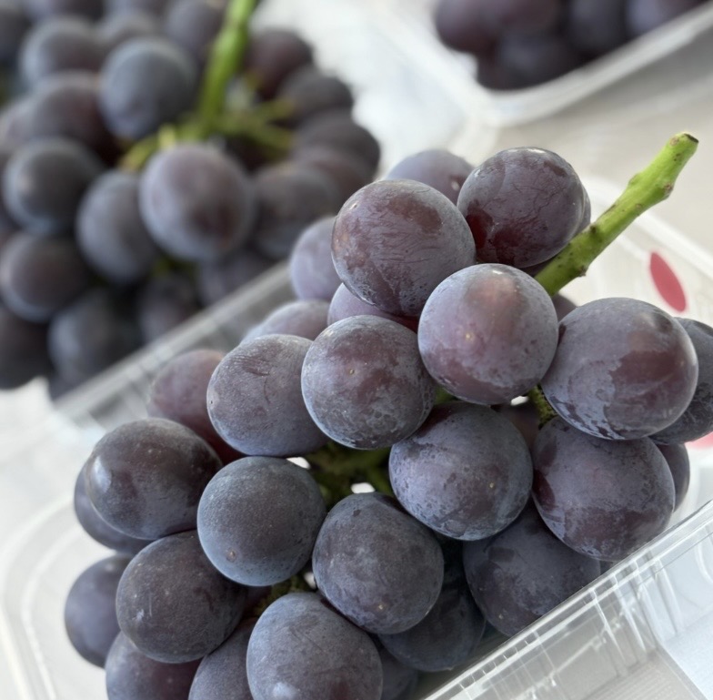 終了】ぶどう「藤稔」販売のお知らせ ＊販売方法について｜旬の