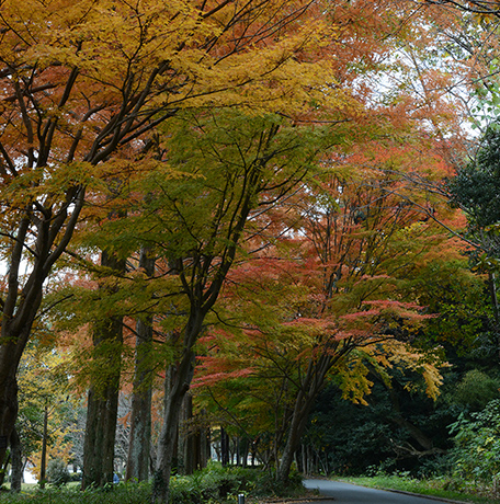 佐鳴湖公園とは 水と緑のオアシス 佐鳴湖公園