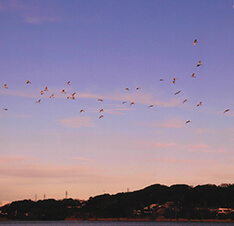 Fuji夕彩