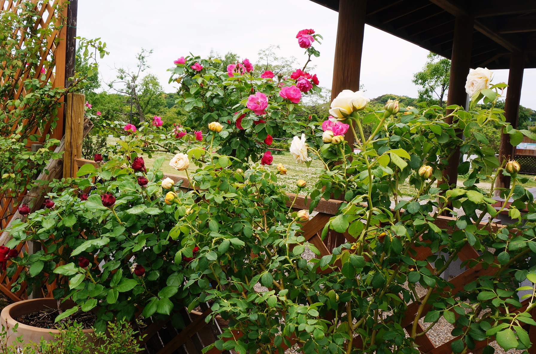 新着 お知らせ 水と緑のオアシス 佐鳴湖公園