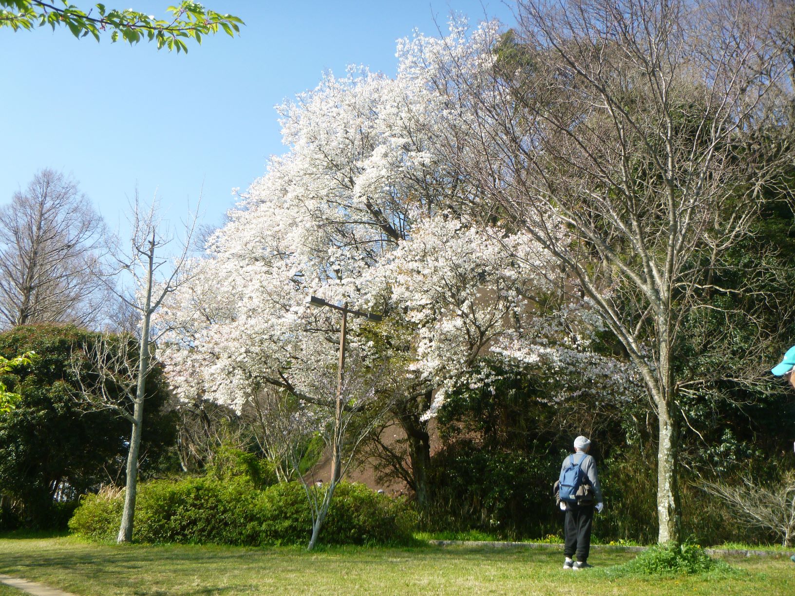 坂下のさくら