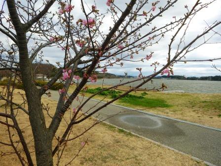 新着 お知らせ 水と緑のオアシス 佐鳴湖公園