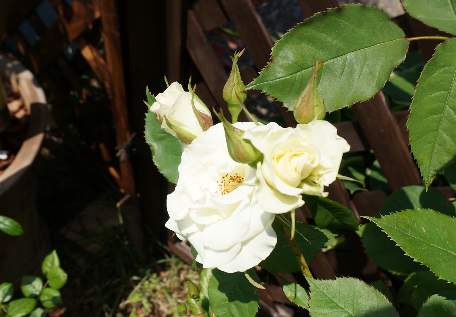 新着 お知らせ 水と緑のオアシス 佐鳴湖公園